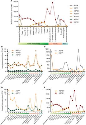 New insights on the expression patterns of specific Arabinogalactan proteins in reproductive tissues of Arabidopsis thaliana